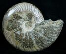 Wide Polished Cleoniceras Ammonite #5813-1